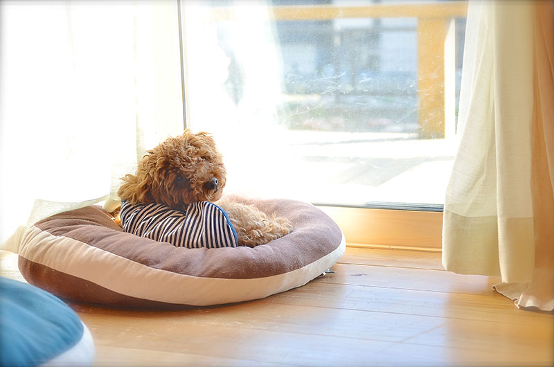 大口町のおしゃれなキッチンの家に住む犬