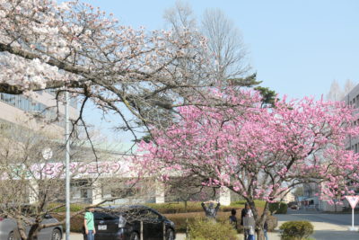 宇都宮大学と桜