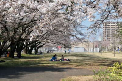 宇都宮大学工学部と桜