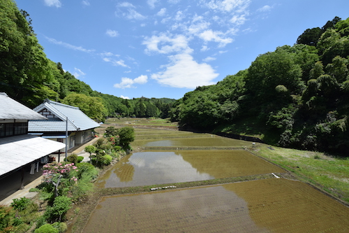 茂木の景色